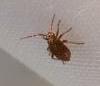 Lygus sp.